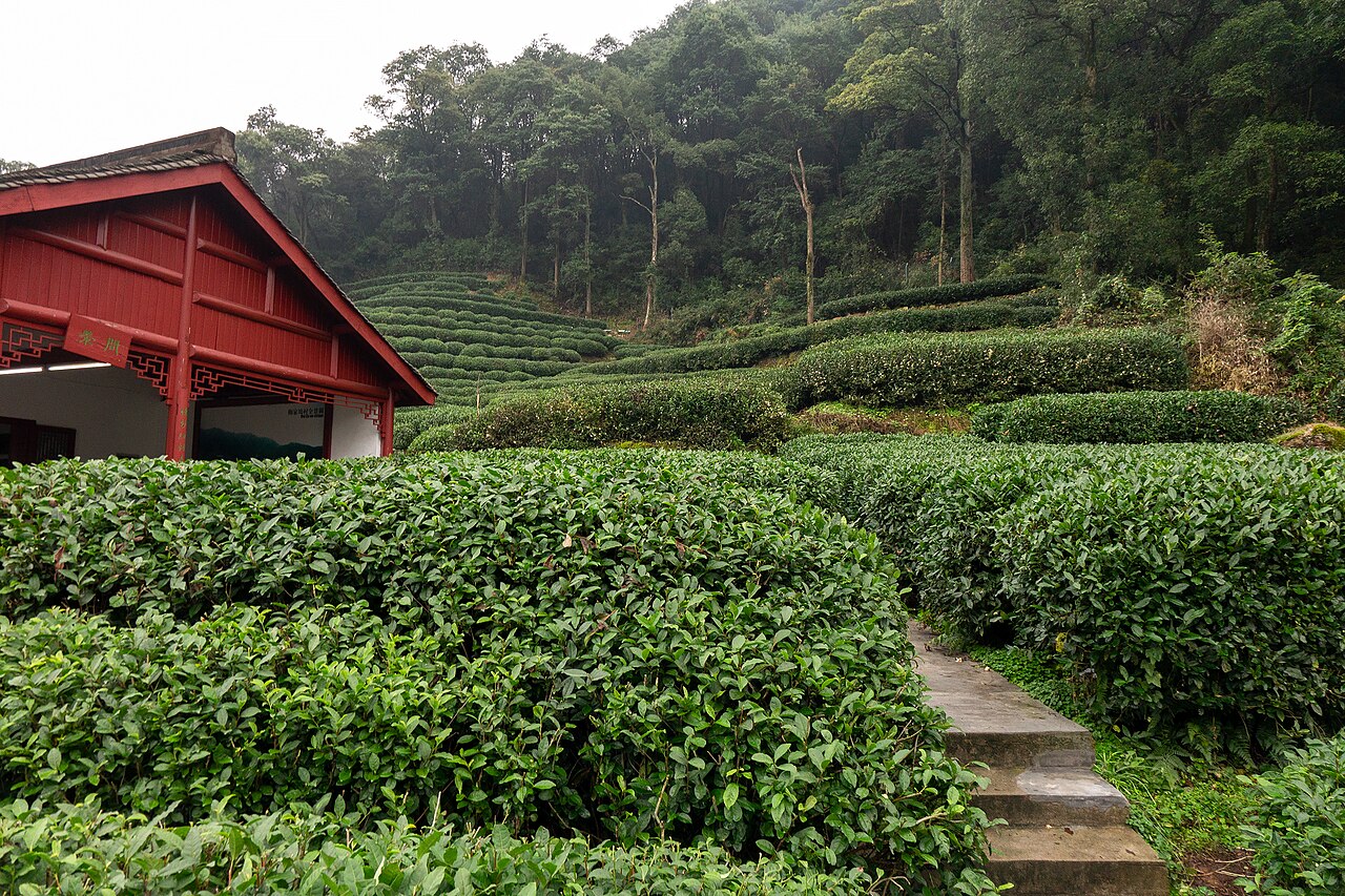 Longjing tea fields, Meijiawu, Hangzhou